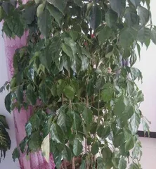 Happiness Tree, bringing you more joy! (Do you want to bask in the sun? The secret of the Happiness Tree)