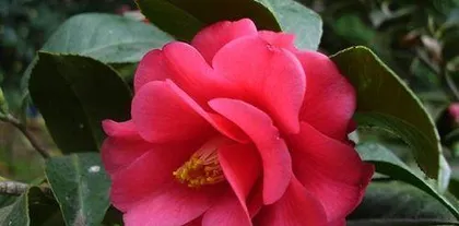 Guide to Growing Potted Camellias (Detailed Explanation of Precautions, Fertilizer, Watering, Pruning, Pest and Disease Control, etc.)