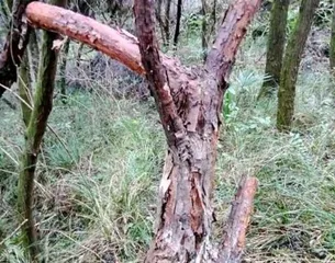 山木香老桩养护指南（如何正确养护山木香老桩，让它们生长茂盛）2