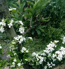 山木香老桩养护指南（如何正确养护山木香老桩，让它们生长茂盛）3