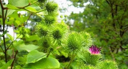 Detailed Explanation of Burdock Planting and Harvesting Time (Master the Best Harvesting Time for Easier Bumper Harvests)