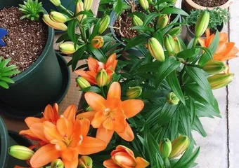 盆栽百合花养护全指南(百合花的养殖方法与注意事项)2