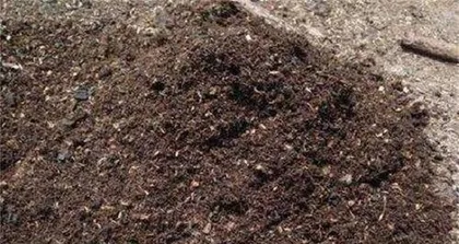 The secrets of peat soil planting (what plants are suitable? And how to plant it correctly?)