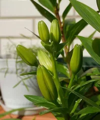 盆栽百合花养护全指南(百合花的养殖方法与注意事项)3