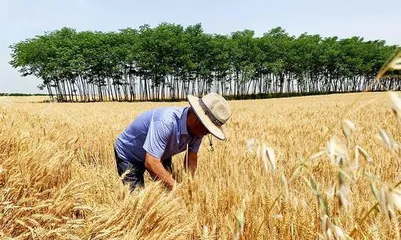 Shaanxi has abundant agricultural resources (from wheat to apples, you can find all the agricultural products you want here).