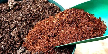 Is peat soil good for planting flowers? (Exploring the role and precautions of peat soil in flower planting)