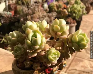 Tips for growing Nasa Naana succulents (let's discuss how to keep Nasa Naana healthy)