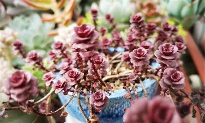 The cultivation techniques of creeping roses (making it easy for you to own beautiful creeping roses)
