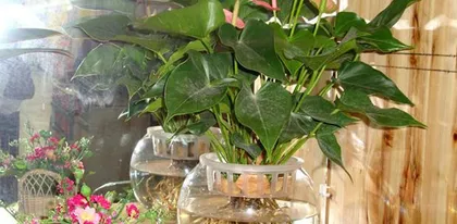 A Comprehensive List of Plants Suitable for Hydroponics (Explore the Wonderful World of Hydroponic Plants and Make Your Home More Lively)