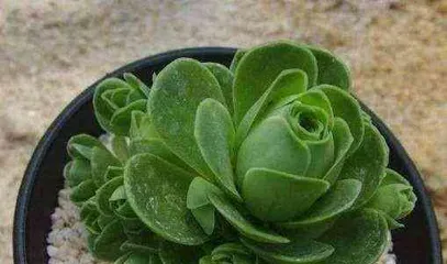 Watering Techniques for Mountain Roses (Correct watering time and methods to make mountain roses grow more lush)