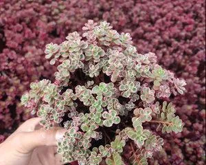 Small Rose盆栽养殖方法（Small Rose's explosive pot cultivation technique）