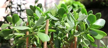 Rich plant ingredients (Exploring the plant world in our daily diet)