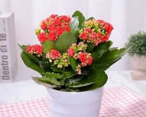 The Cultivation Methods of Four-Season Roses (Essential Techniques for Creating a Garden)