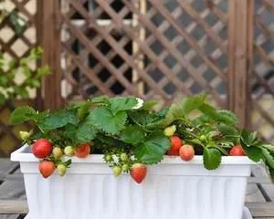 What kind of plants are suitable for planting in foam boxes? (Choose suitable plants to create a beautiful garden)
