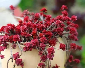 Detailed Guide on Container Growing of Miniature Rose Crispus (From Soil to Fertilization, Making Your Miniature Rose Crispus Grow Healthily and Vigorously)