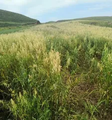 Explore the Abundant Crops of Inner Mongolia (Agricultural Characteristics and Development Status of Inner Mongolia)