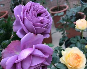 Four Seasons Rose Pruning Guide (How to Prune Four Seasons Roses Correctly to Make Your Garden More Beautiful)