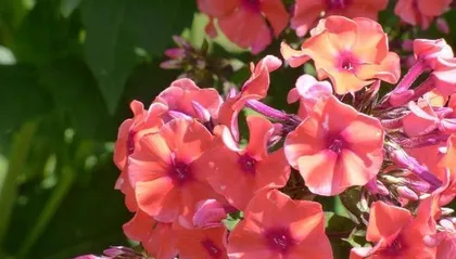 Flowers bloom in all four seasons, beautiful blossoms (Exploring the beauty of flowers that bloom all year round)