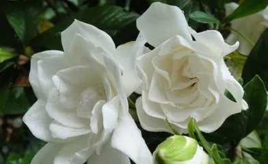 Watering flowers with tea makes them more beautiful (Exploring the benefits of using tea to water plants and suitable flower types)