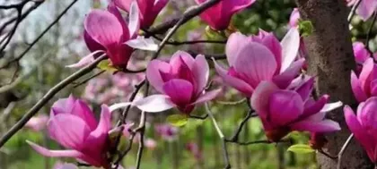 The flower of Nanyang City - cactus (freshness amidst the grass and plants in the palm, in the scorching summer.)