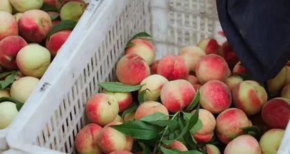 Dalian Cherry Ripening Time and Variety Introduction (Exploring the Months of Abundant Dalian Cherry Harvest and Food Recommendations)