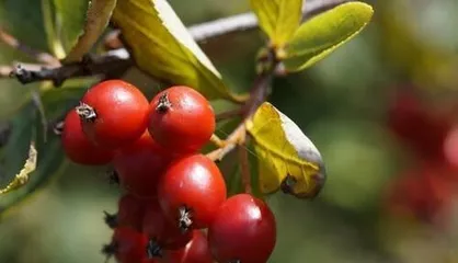 The Season of Haws and Their Health-Building Methods (Autumn Harvest, a Healthy Gift)