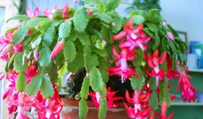 Does the crab cactus like water or fear it? Analyze the watering needs of this succulent plant. (Explore the degree to which the crab cactus prefers water and watering techniques.)