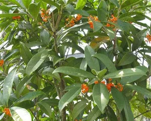 Seasonal Osmanthus Pruning Guide (Creating Beautiful Shapes, Making Osmanthus More Charming)