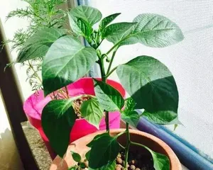 What flowers are suitable for pouring yogurt on? (Exploring the effects of yogurt on the growth of different types of flowers)