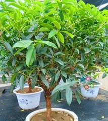 Osmanthus fragrans (Toxicity Analysis, Indoor Care Tips and Precautions) 2
