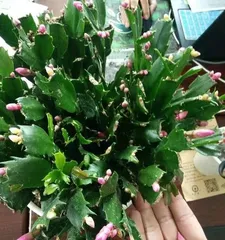 Cyclamen Care in Winter (Is Cyclamen Cold-Tolerant? How to Prevent Frost Damage?)1