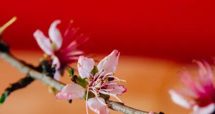 The Season of Blooming Peach Blossoms (Seeking the Beauty of Spring's Flowers)