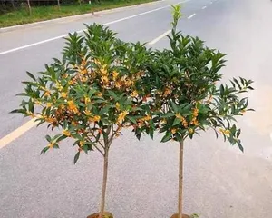 Complete Guide to Pruning Osmanthus in Four Seasons (Suitable Time, Correct Methods, Making Flowers More Beautiful)