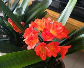 Is milk watering beneficial for Clivia? (Exploring the effects of milk watering on Clivia, analyzing the growth characteristics of Clivia)