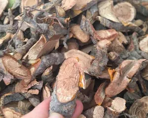 Is the fruit of Euonymus toxic? - Investigating the toxicity of Euonymus fruits