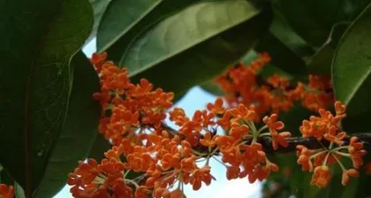 Cultivation Methods and Precautions for Four-Season Osmanthus (Creating a Beautiful Garden Starts with Four-Season Osmanthus)