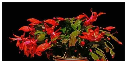 The Watering Method for Christmas Cactus (The Correct Way to Water with Beer)