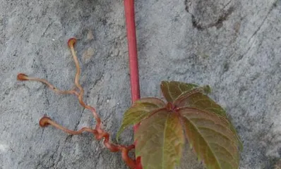 How to Grow Ivy Seeds (A Comprehensive Guide from Seed Selection to Growth, Covering Ivy Planting Techniques)