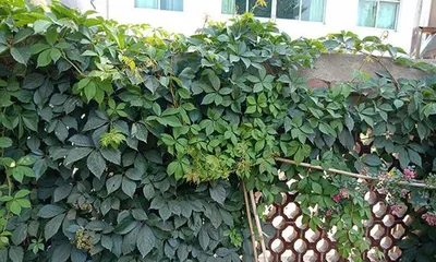 Research on the Germination Time of Climbing Vine Seeds (Exploring the Factors Affecting the Germination of Climbing Vine Seeds and the Optimal Time)