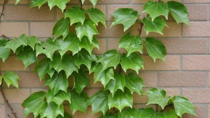 Reproductive Methods and Precautions for English Ivy (Understand the breeding techniques of English ivy to quickly implement your breeding plan)