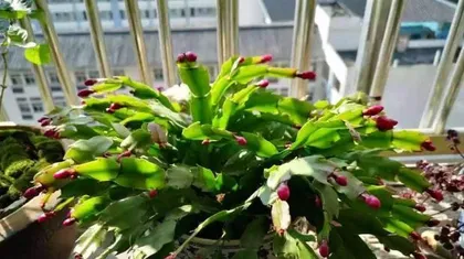 Key Points for Chrysanthemum Anemone Flowering Management (Creating a Blooming Chrysanthemum Anemone)