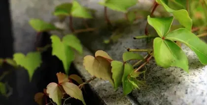 The climbing plant grows rapidly in a competition, how much can it grow in a year? (Explore the growth process and speed of the climbing plant to find out how much it can grow in a year!)