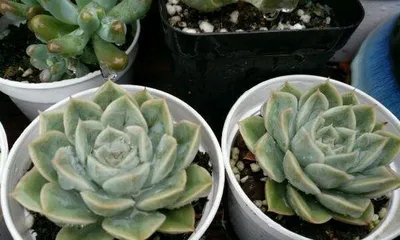 Sand can not only be used to build houses, but also to grow succulents? (Exploring the indispensable role of sand in succulent cultivation)
