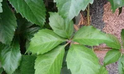 Explore the神奇功效 of ivy (Discovering the truth and mysteries of ivy's effects)
