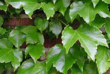 Climbing plant cutting propagation techniques (how to make climbing plant cuttings grow vigorously)