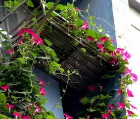 Discover Climbing Plants (Learn Various Methods Plants Use to Climb and Make Your Garden More Beautiful)
