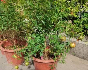 The Cultivation Methods and Precautions for Potted Pomegranates (A Flourishing of Blossoms, A Fragrance of Fruits – Growth Techniques and Care for Potted Pomegranates)