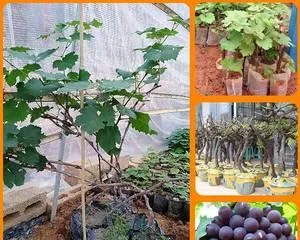 Potted Grape Pruning Techniques (Creating Beautiful and Healthy Potted Grapes)