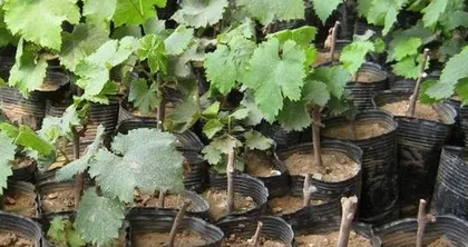 Soil Formula for Potted Grapes (How to Mix the Best Soil for Potted Grapes?)