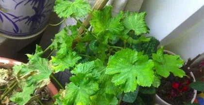 The cultivation methods and precautions for pot-grown grapes (creating an indoor green ecological environment, enjoying healthy and delicious grapes)